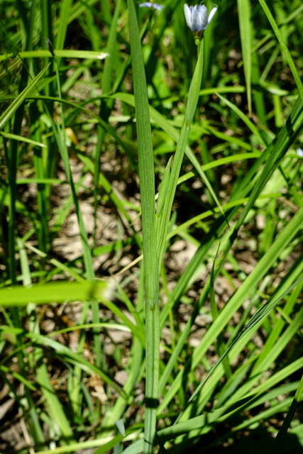 Sisyrinchium angustifolium - leaves