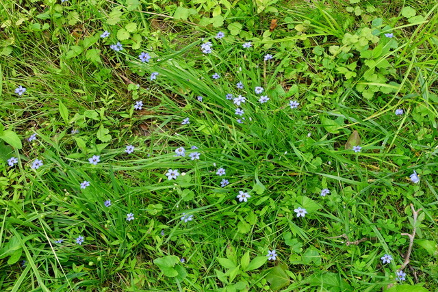 Sisyrinchium angustifolium - plants