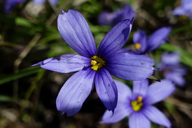 Sisyrinchium mucronatum