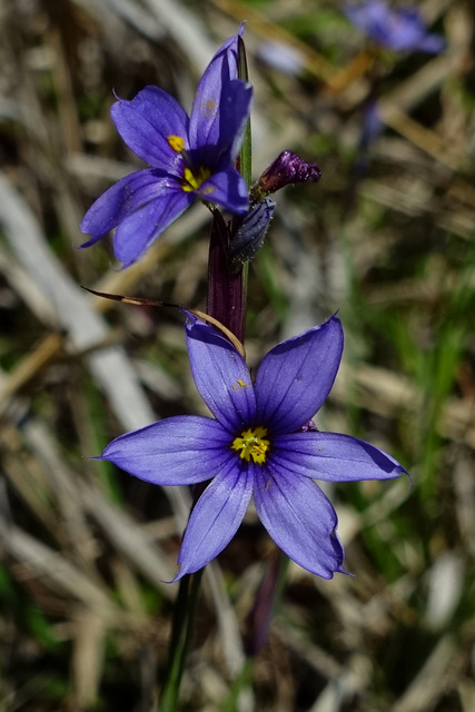 Sisyrinchium mucronatum