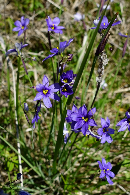 Sisyrinchium mucronatum