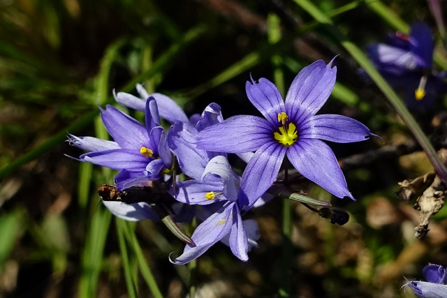 Sisyrinchium mucronatum