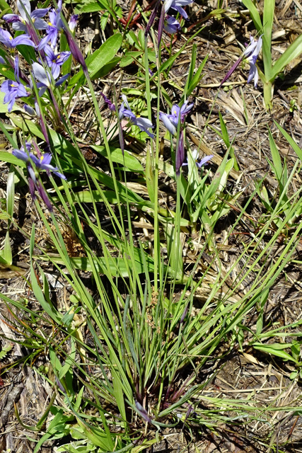 Sisyrinchium mucronatum - leaves