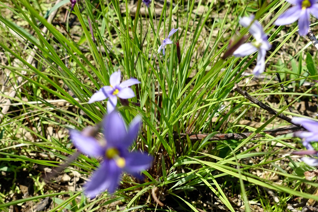 Sisyrinchium mucronatum - leaves