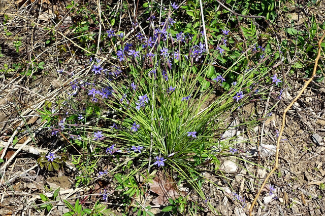 Sisyrinchium mucronatum - plant