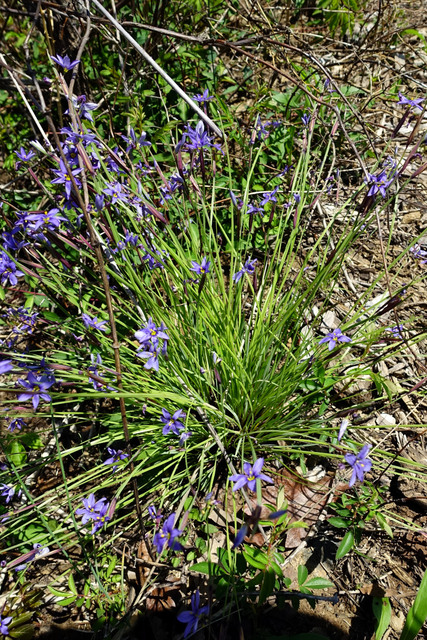 Sisyrinchium mucronatum - plant