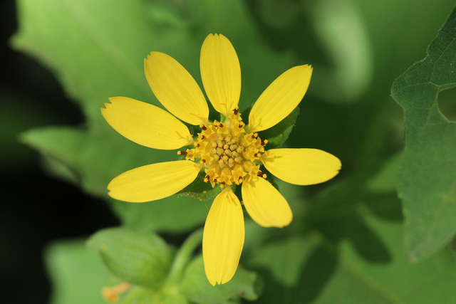 Smallanthus uvedalia