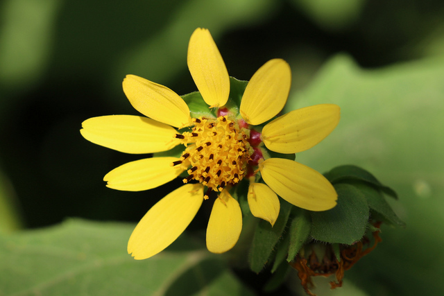 Smallanthus uvedalia