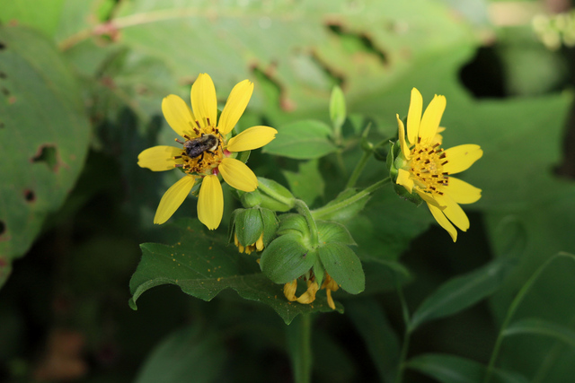Smallanthus uvedalia