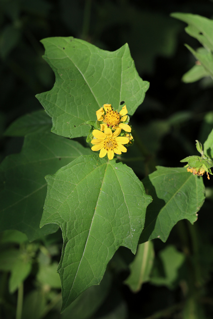 Smallanthus uvedalia