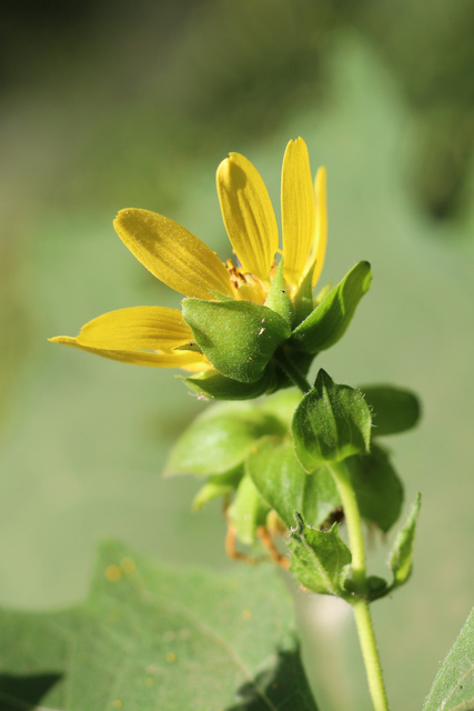 Smallanthus uvedalia