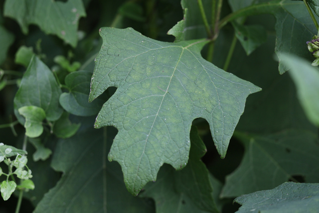 Smallanthus uvedalia - leaves