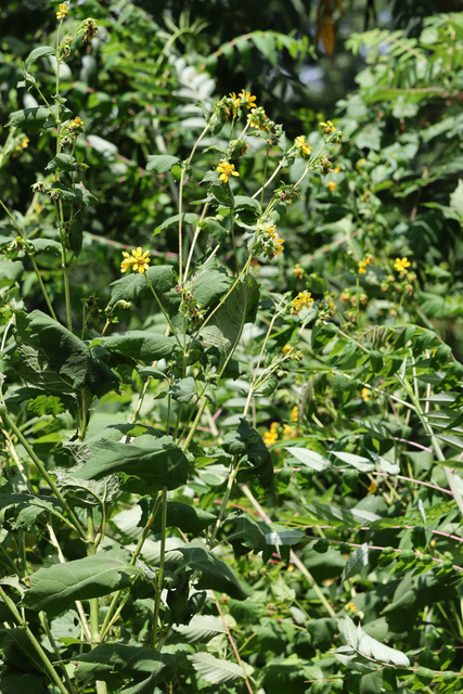 Smallanthus uvedalia - plants