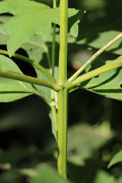 Smallanthus uvedalia - stem