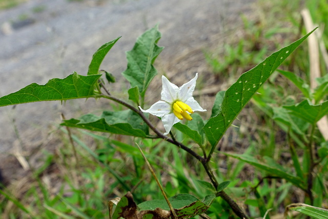 Solanum carolinense