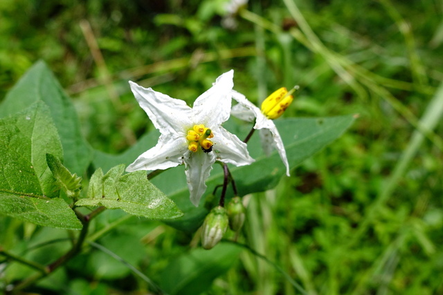 Solanum carolinense