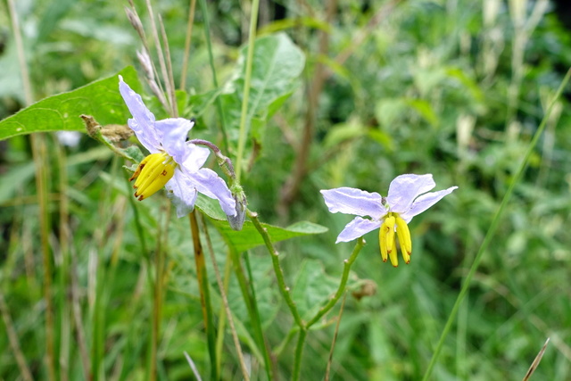 Solanum carolinense