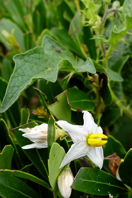 Solanum carolinense