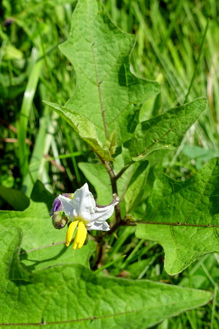 Solanum carolinense