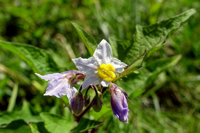 Solanum carolinense