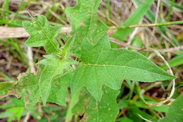 Solanum carolinense - leaves