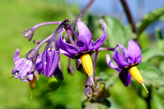 Solanum dulcamara