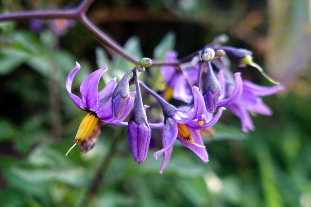 Solanum dulcamara