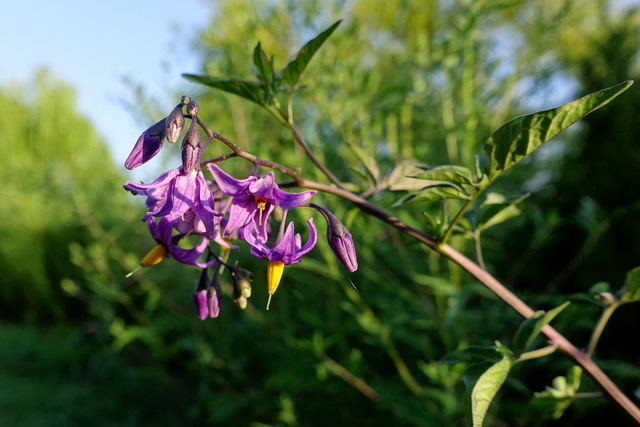 Solanum dulcamara