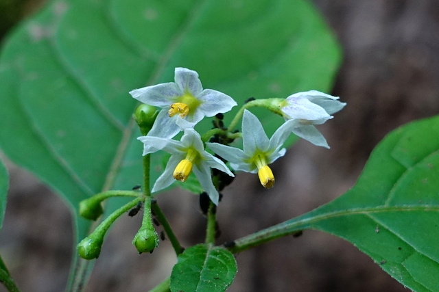 Solanum ptychanthum