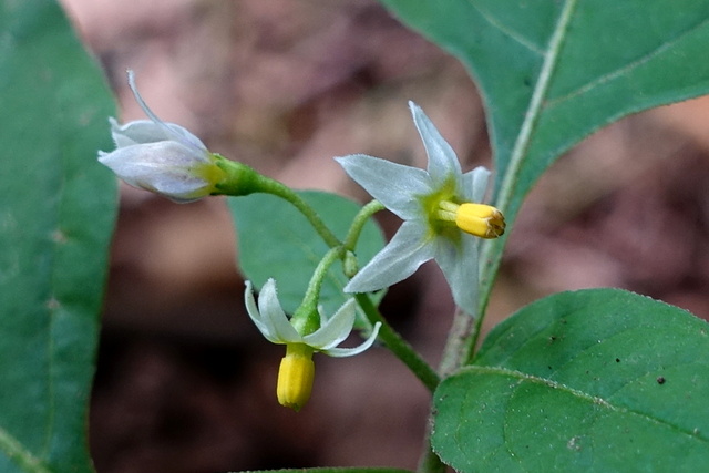 Solanum ptychanthum