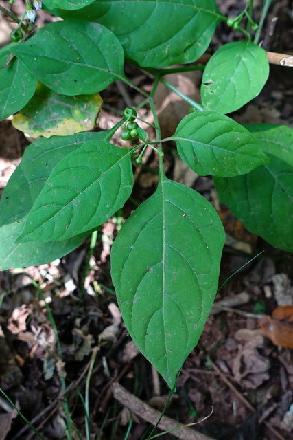 Solanum ptychanthum - leaves