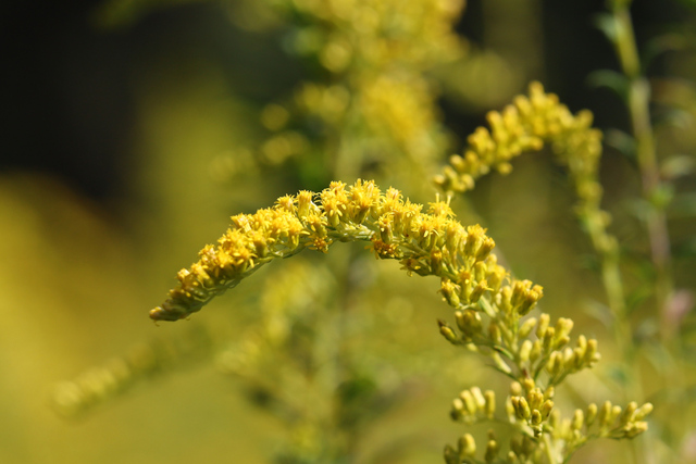 Solidago altissima