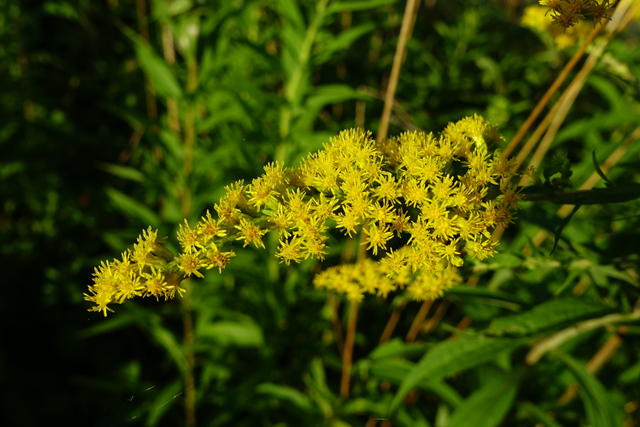 Solidago altissima