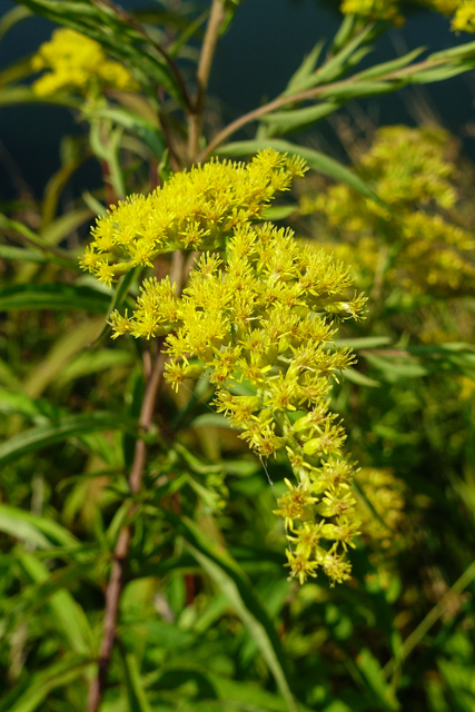 Solidago altissima