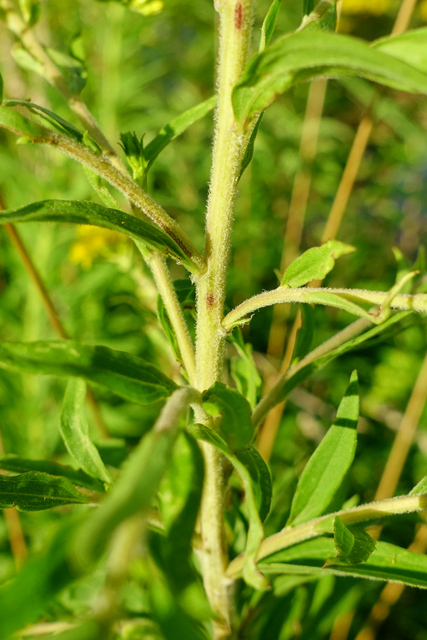 Solidago altissima - stem