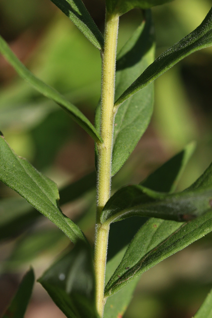 Solidago altissima - stem