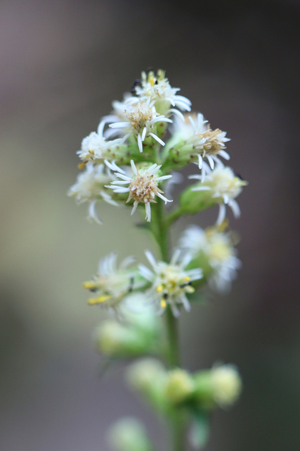 Solidago bicolor