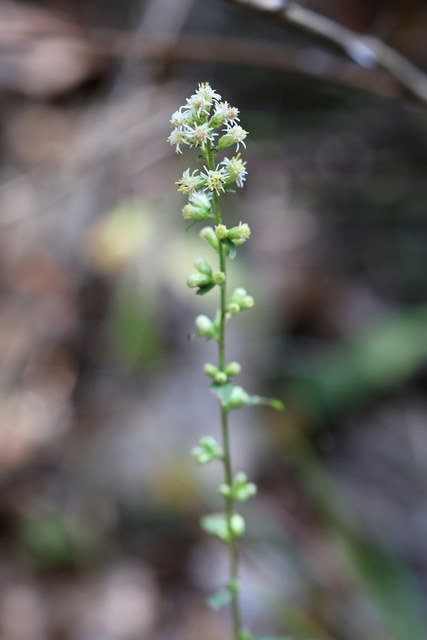 Solidago bicolor