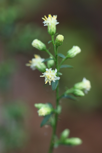 Solidago bicolor