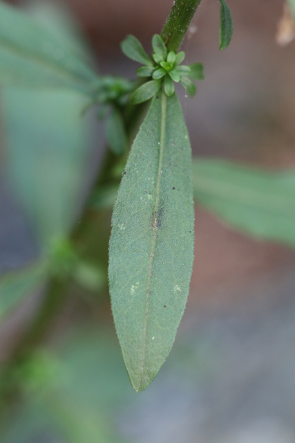 Solidago bicolor - leaves