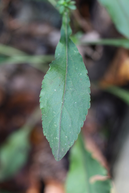 Solidago bicolor - leaves