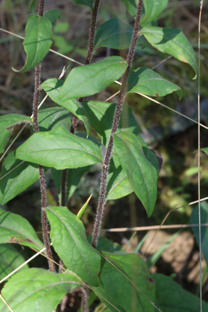 Solidago bicolor - leaves