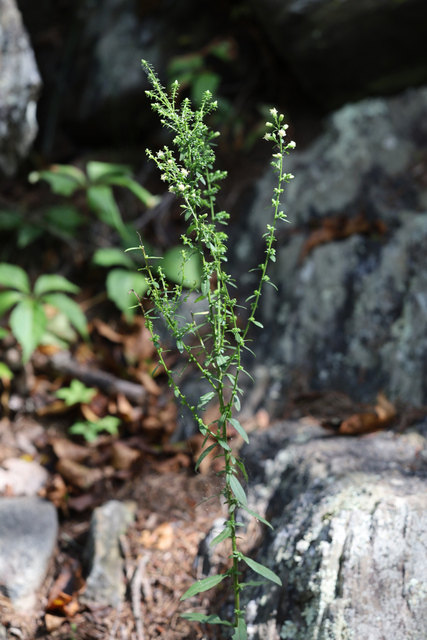 Solidago bicolor - plant