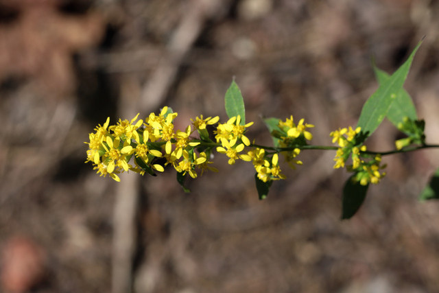 Solidago caesia