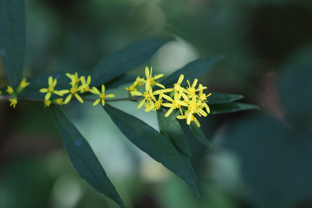 Solidago caesia