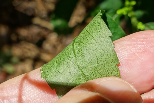 Solidago caesia - leaf underside