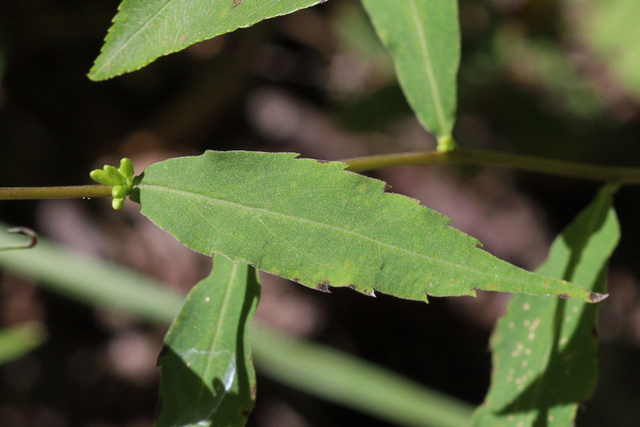 Solidago caesia - leaves