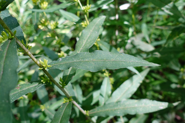 Solidago caesia - leaves