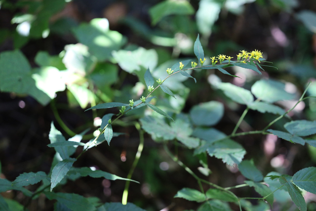 Solidago caesia - plant