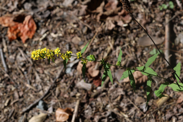 Solidago caesia - plant